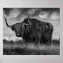 Search for highland cow posters Brown