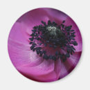 Search for windflower magnets Flowers
