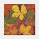 Search for fall foliage magnets Leaf