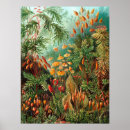 Recherche de biologie vintage posters Kunstformen der natur