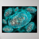 Search for mitochondria posters Illustration