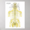 Search for cranial posters Nerves