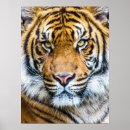 Recherche de safari africain posters Jungle