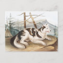 Recherche de lièvre cartes postales Vintage