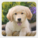 Recherche de golden retriever dog stickers Chien
