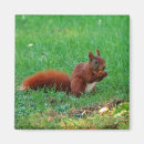 Search for wild squirrel magnets Rodents