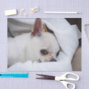 Search for photo tissue paper Dog