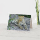 Search for wildcat cards Leopard