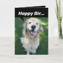 Search for golden retriever lover postcards Funny