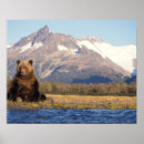 Search for ursus arctos posters Carnivore
