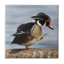 Search for log tiles Aix sponsa