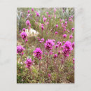 Search for owl postcards Pink