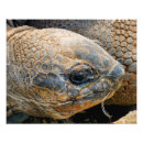 Search for reptile posters Tortoises