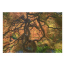 Search for maple posters Sunlight