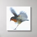 Search for robin canvas prints Birds