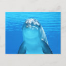 Recherche de beau dauphin cartes postales Bleu