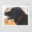 Search for labs horizontal postcards Pets