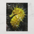 Search for hippocampus postcards Beach