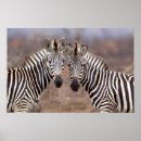 Search for kruger national park posters Gallo images