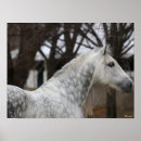 Search for dapple grey posters Breed