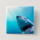 Recherche de grand requin blanc badges Poisson