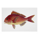 Recherche de poisson rouge posters Nature