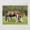 Recherche de juments cartes postales Animaux
