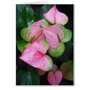 Search for anthurium Pink