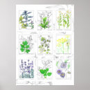 Recherche de herb posters Basil