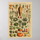 Recherche de botanical posters Vintage