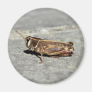 Search for grasshopper magnets Green