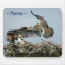 Search for birds of prey electronics Hawks