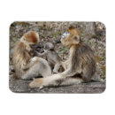 Search for maternal magnets Female