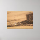 Search for plover art Nature
