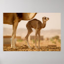 Recherche de dromadaire posters Mignon