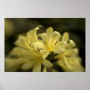 Recherche de macro de fleur art Photographie de nature