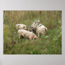 Recherche de cochon posters Mignon