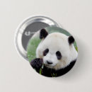 Search for giant panda buttons Bear