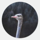 Search for funny ostrich stickers Portrait