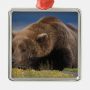 Search for grizzly bear ornaments Carnivore