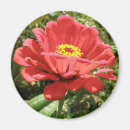 Recherche de zinnia magnets Rouge