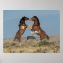 Search for stallion horses posters Ranch