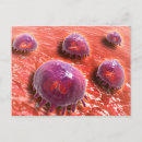 Search for microscopic postcards Phagocyte