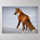 Search for red fox art Photography