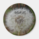 Recherche de pissenlit magnets Souhait