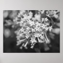 Recherche de jasmin posters Noir