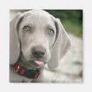 Search for stick out magnets Dog