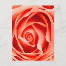 Search for orange flower happy birthday postcards Beautiful
