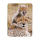 Search for reserved magnets Animals in the wild