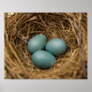 Search for robin egg posters Eggs